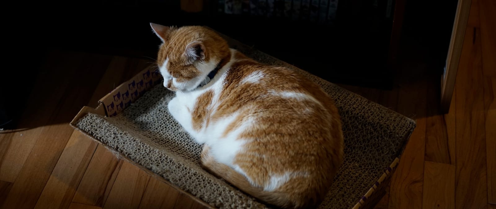 SIRUI 50mm F1.8 1.33X APS-C Anamorphic Lens for E Mount, Blue Flare customer photo 1