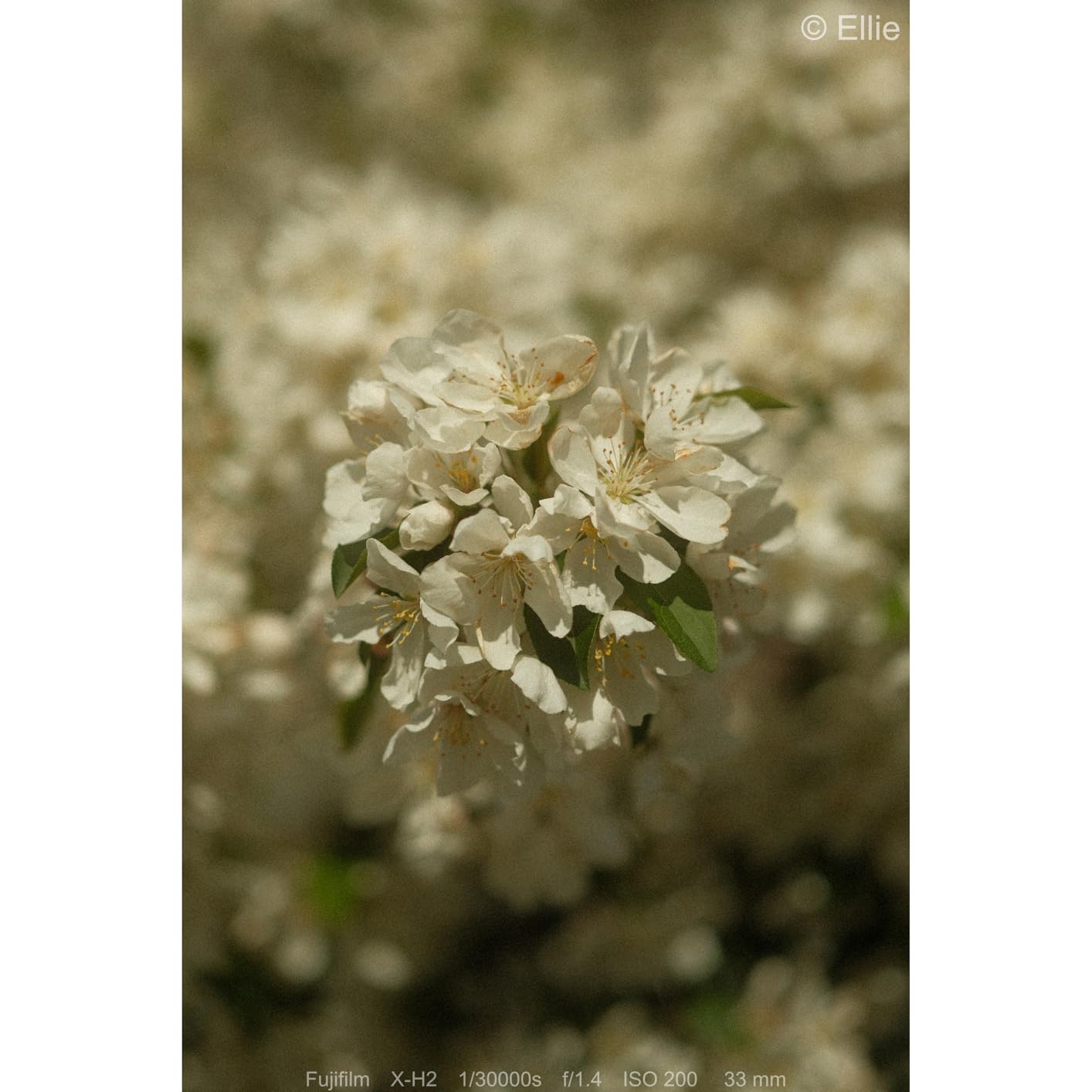 K&F CONCEPT 58mm Gold Diffusion Mist Filter - Vintage Film Texture Nano-X Series FE712 customer photo 2