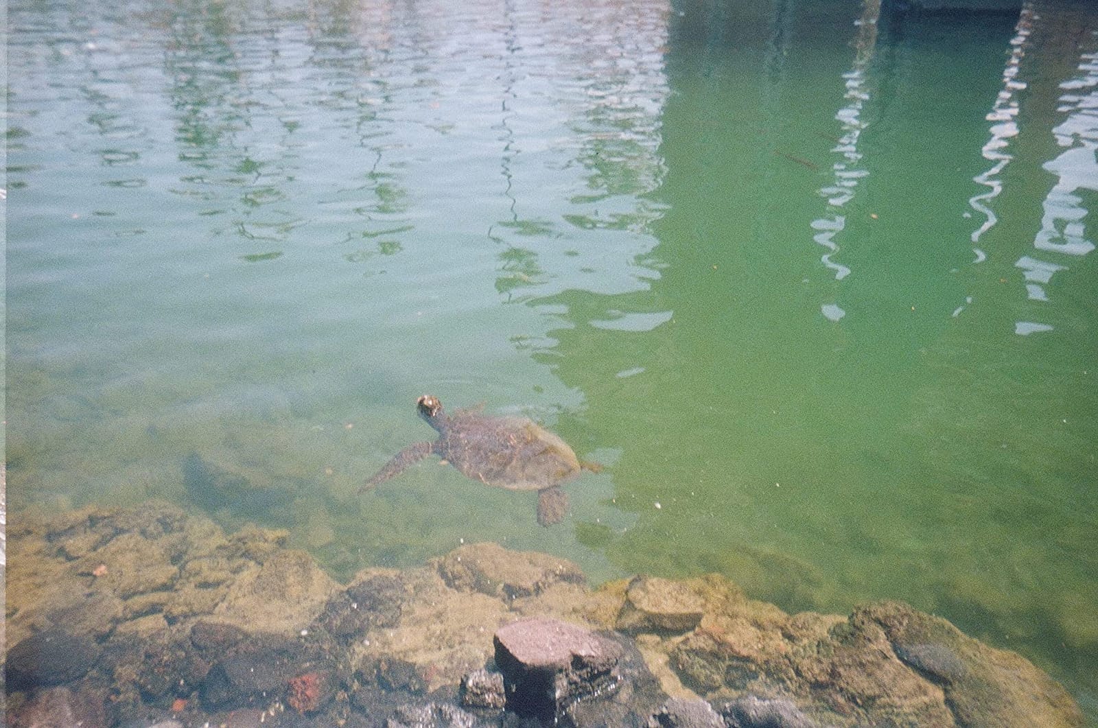 Kodak Sport Waterproof Single Use Camera customer photo 2