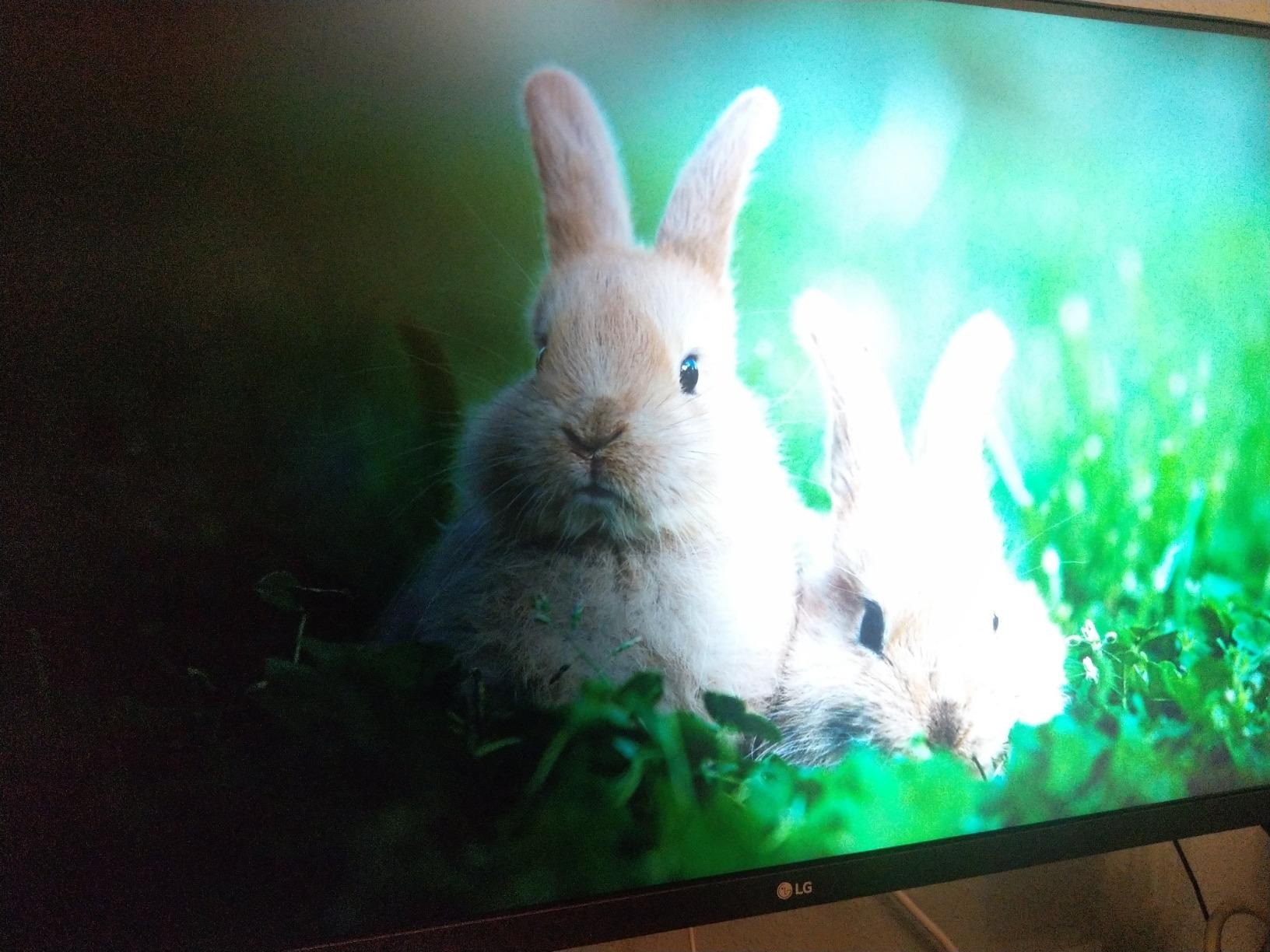 LG 32UN650-W Monitor 32