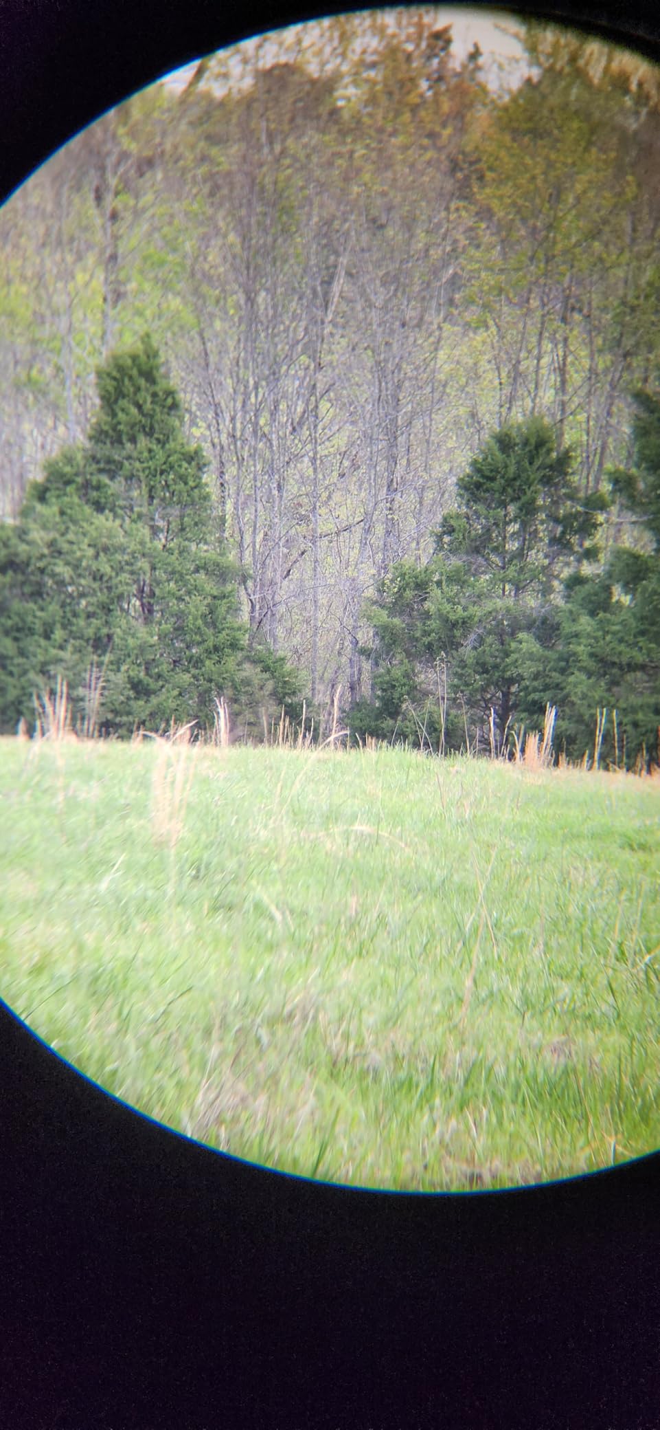 Vortex Triumph HD 10x42 Binoculars customer photo 2