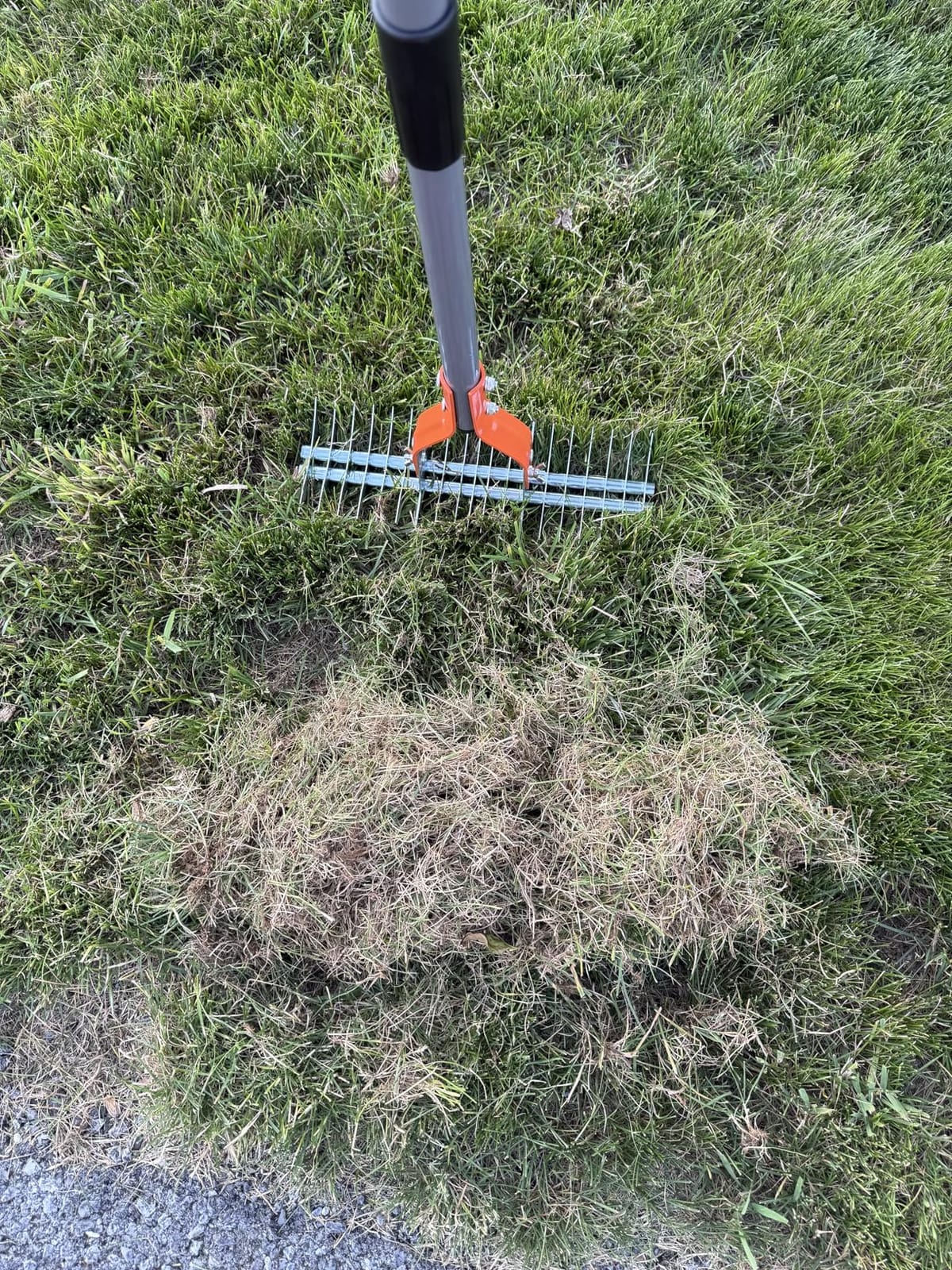 Walensee 15-Inch Thatch Rake for Lawn, 19-Tine Dethatcher, 70-Inch Handle customer photo 2